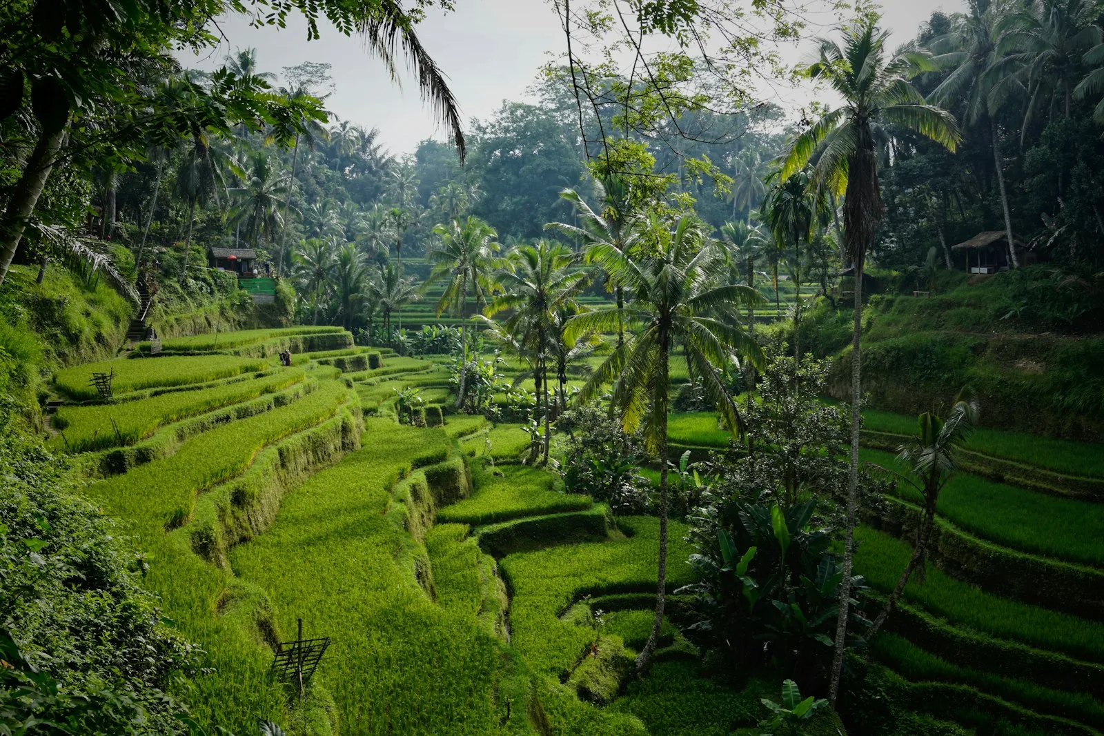 Bali rice terraces for B211A long-holiday travellers